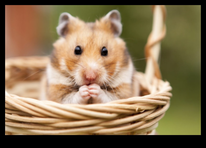 Hamster İletişimi Devam Ediyor: Seslendirmeleri ve İfadeleri Çözmek