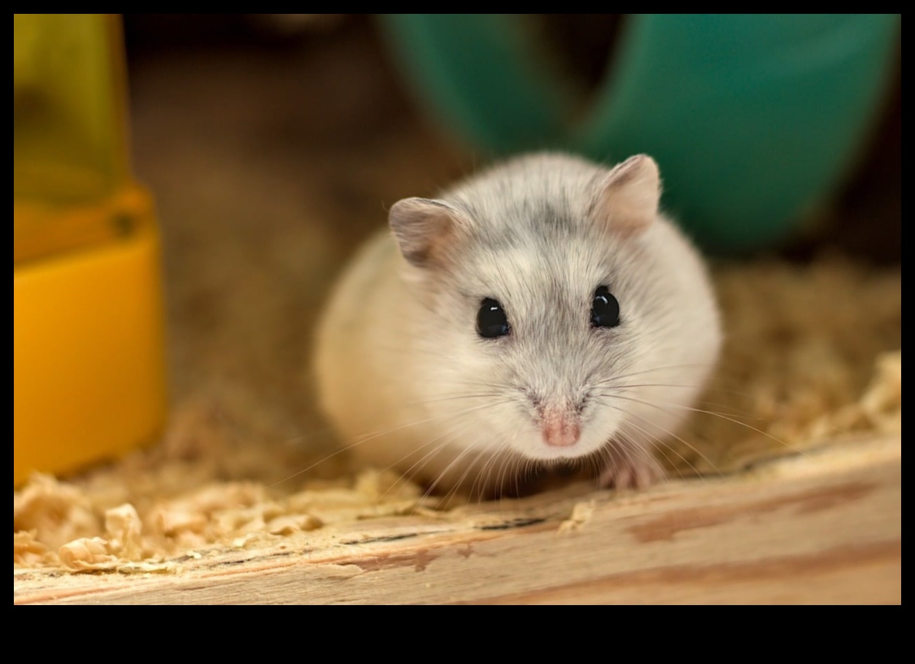 Hamster İletişimi Devam Ediyor: Seslendirmeleri ve İfadeleri Çözmek