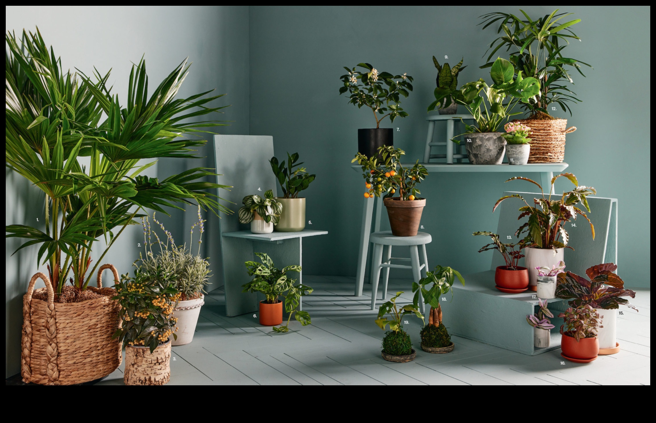 Houseplant Haven: Kapalı Bahçecilikte Başarının Sırları